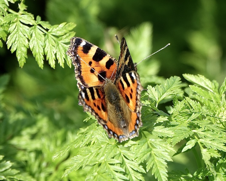 small tortoiseshell